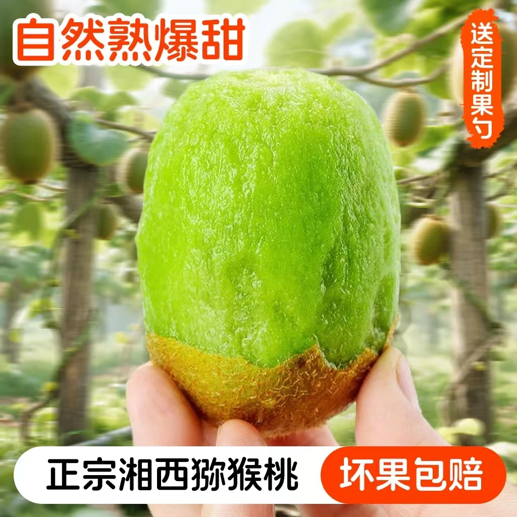 （不是自己种，我是狗） 现摘现发新鲜奇异过湖南湘西弥猴桃整箱包邮