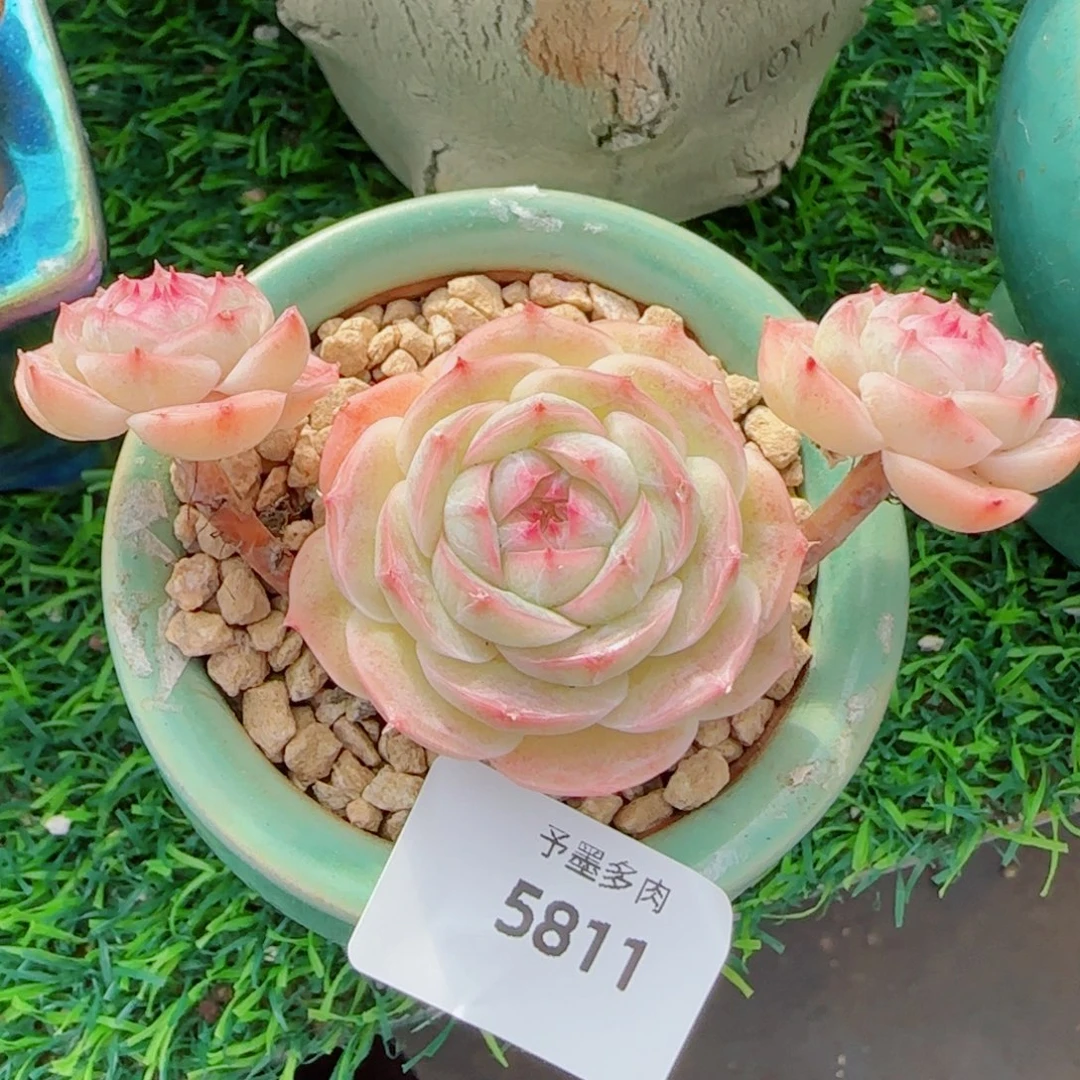 长杆白芷珍妮，5811多肉植物