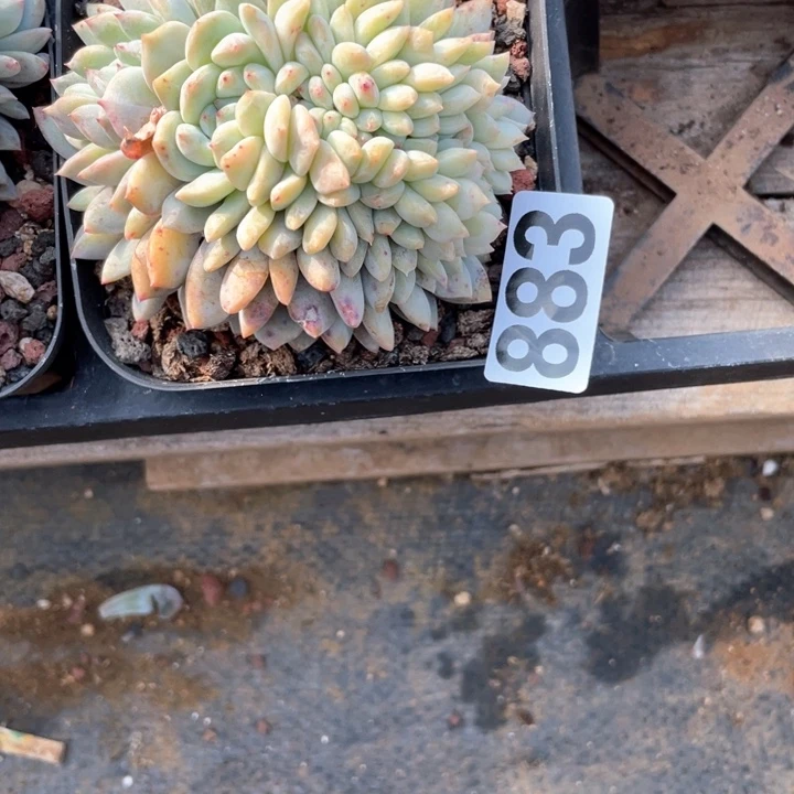 玛*姐多肉植物一物一拍