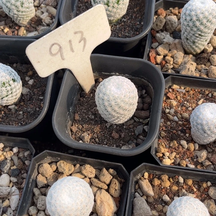 E***g913实生白鸟好养皮实好活