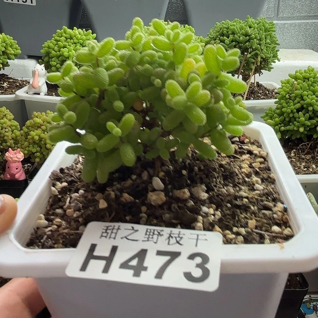 473蜜橘糖球福利哦