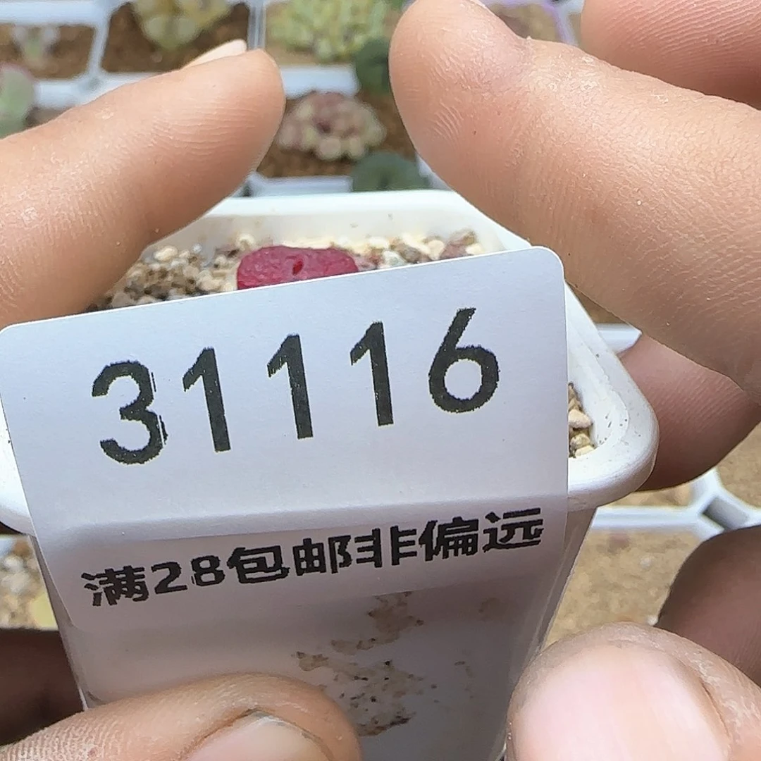 b****贝好看的多肉啊31116