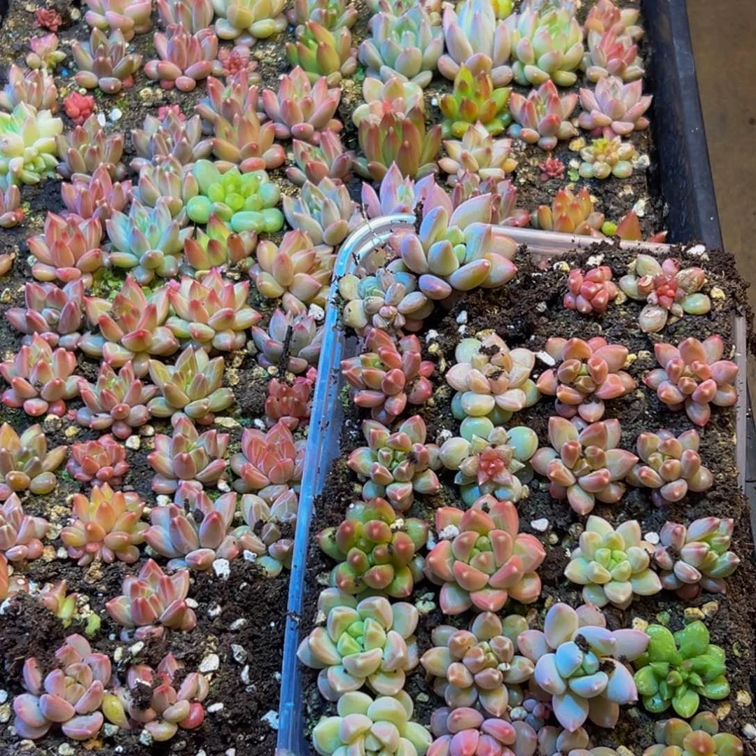 483量拍一盒多肉保底24号