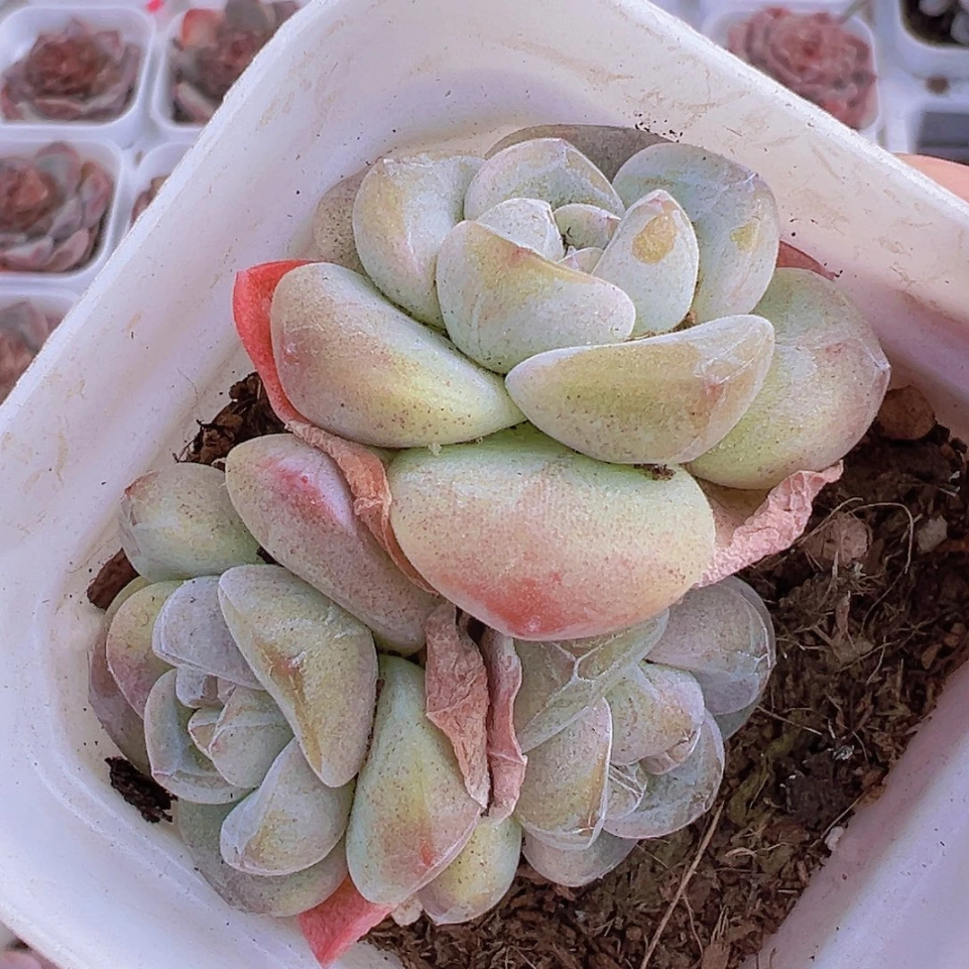 墨玉群19包邮多肉