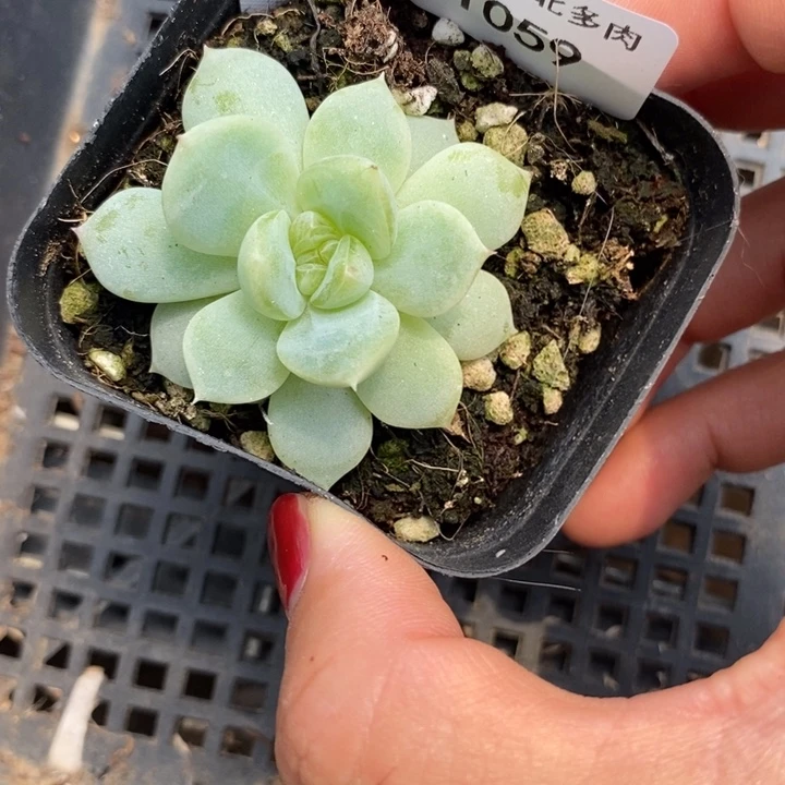 标签1059黄甜心t10一个多肉