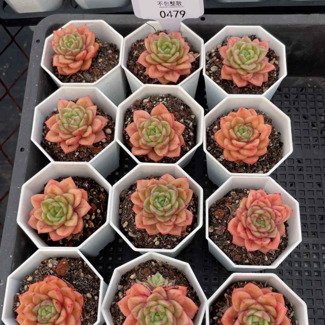 不包整散 盆子不售后0479