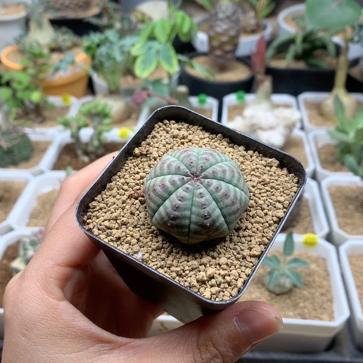 实生欧系布纹球带盆3cm