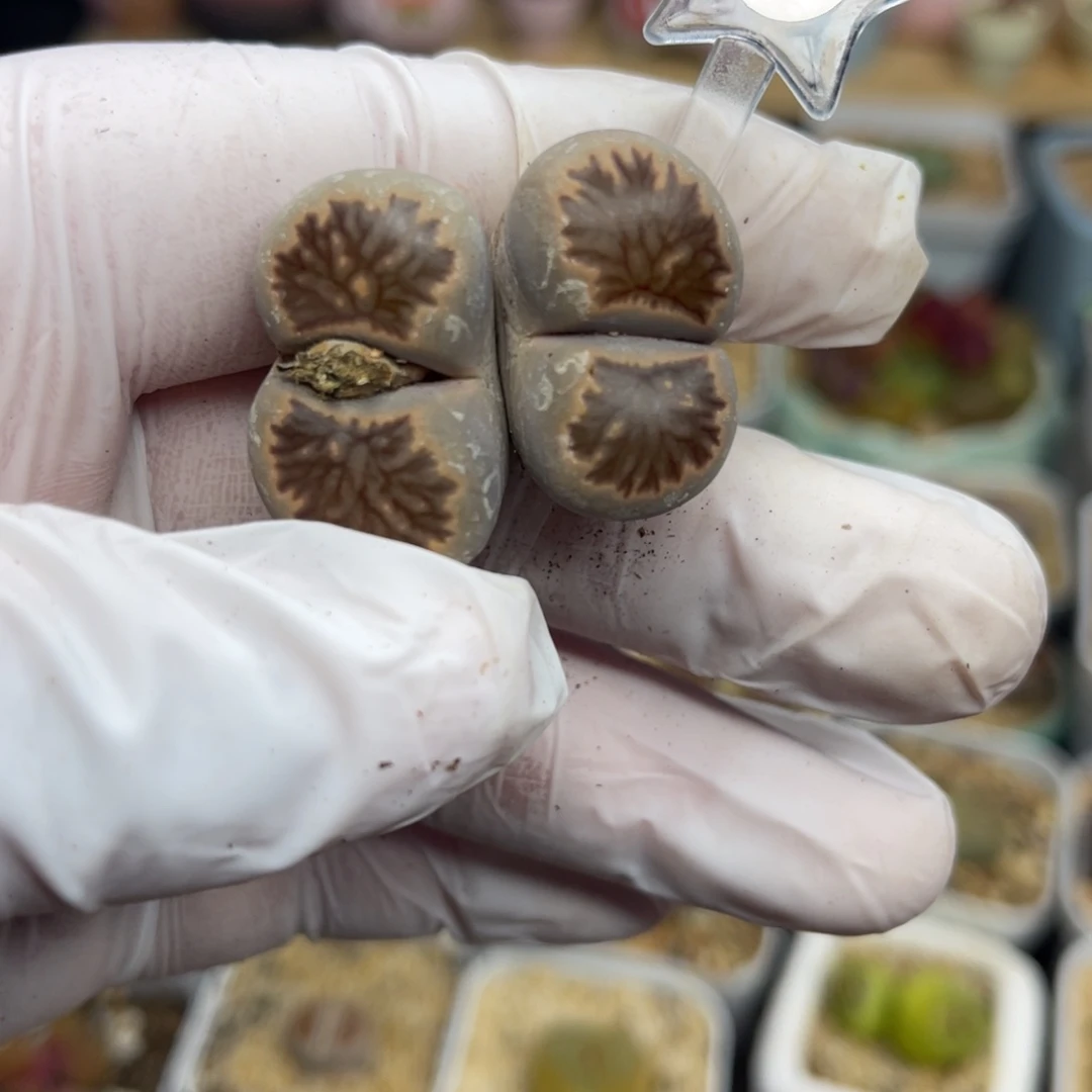 多肉植物一物一拍113