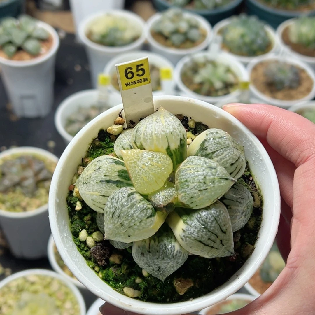 丸叶白银锦玉露多肉