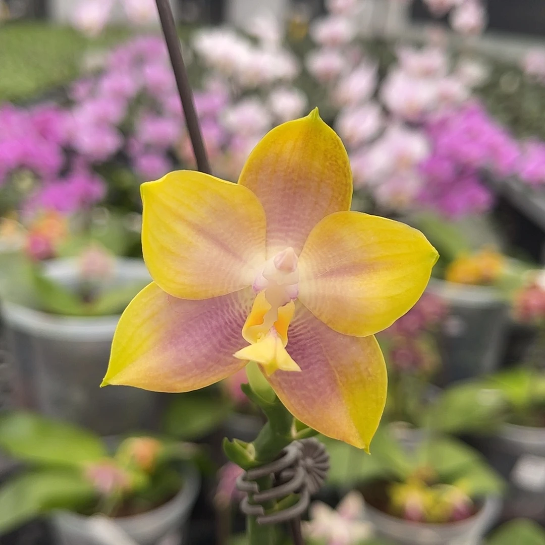 完全开放MCL198 598