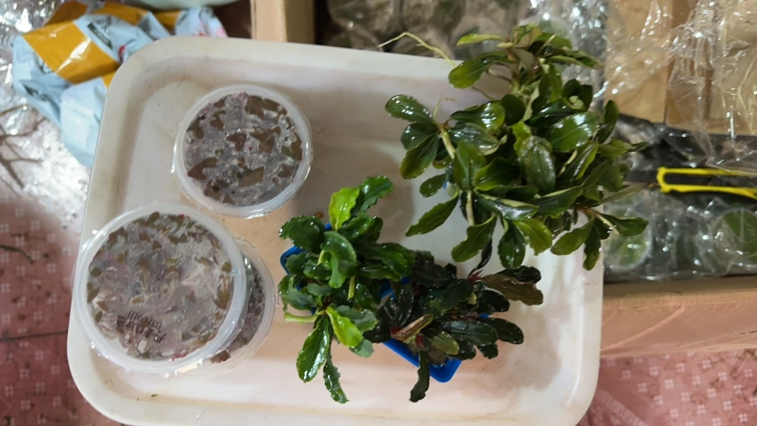 直播间一盆辣椒榕无菌杯沉木套餐