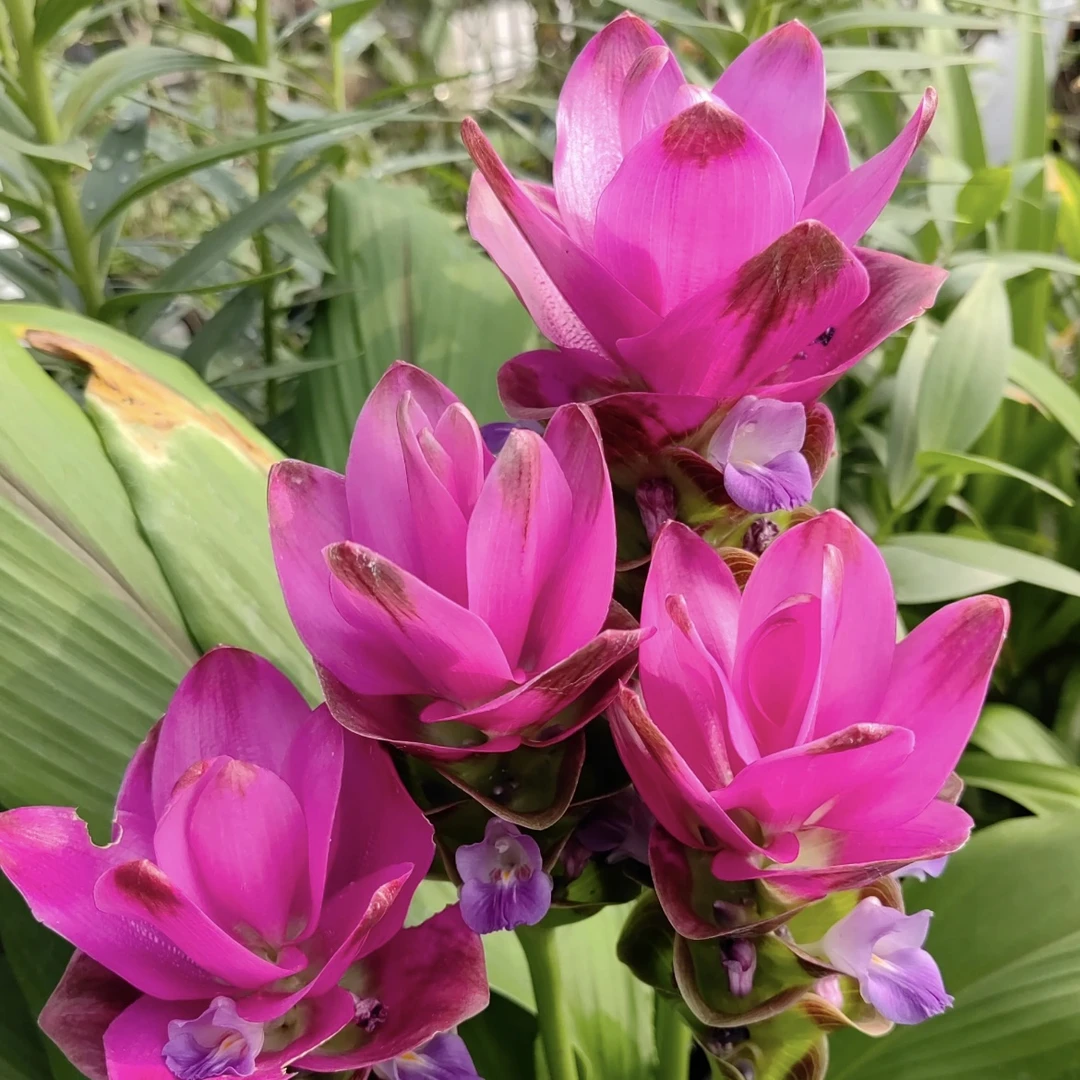 姜荷花盆栽庭院阳台多年生植物喜光照易养护