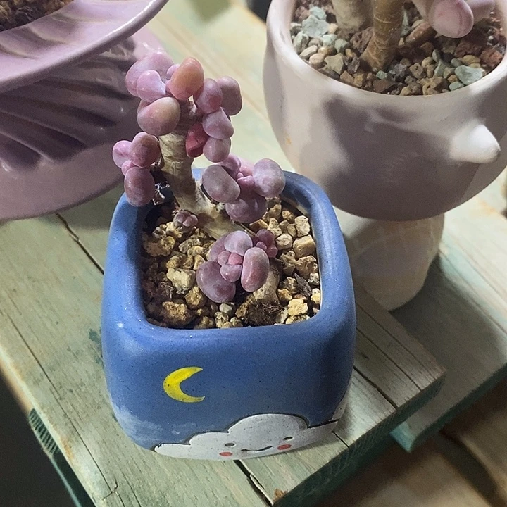 胭脂精品多肉10025