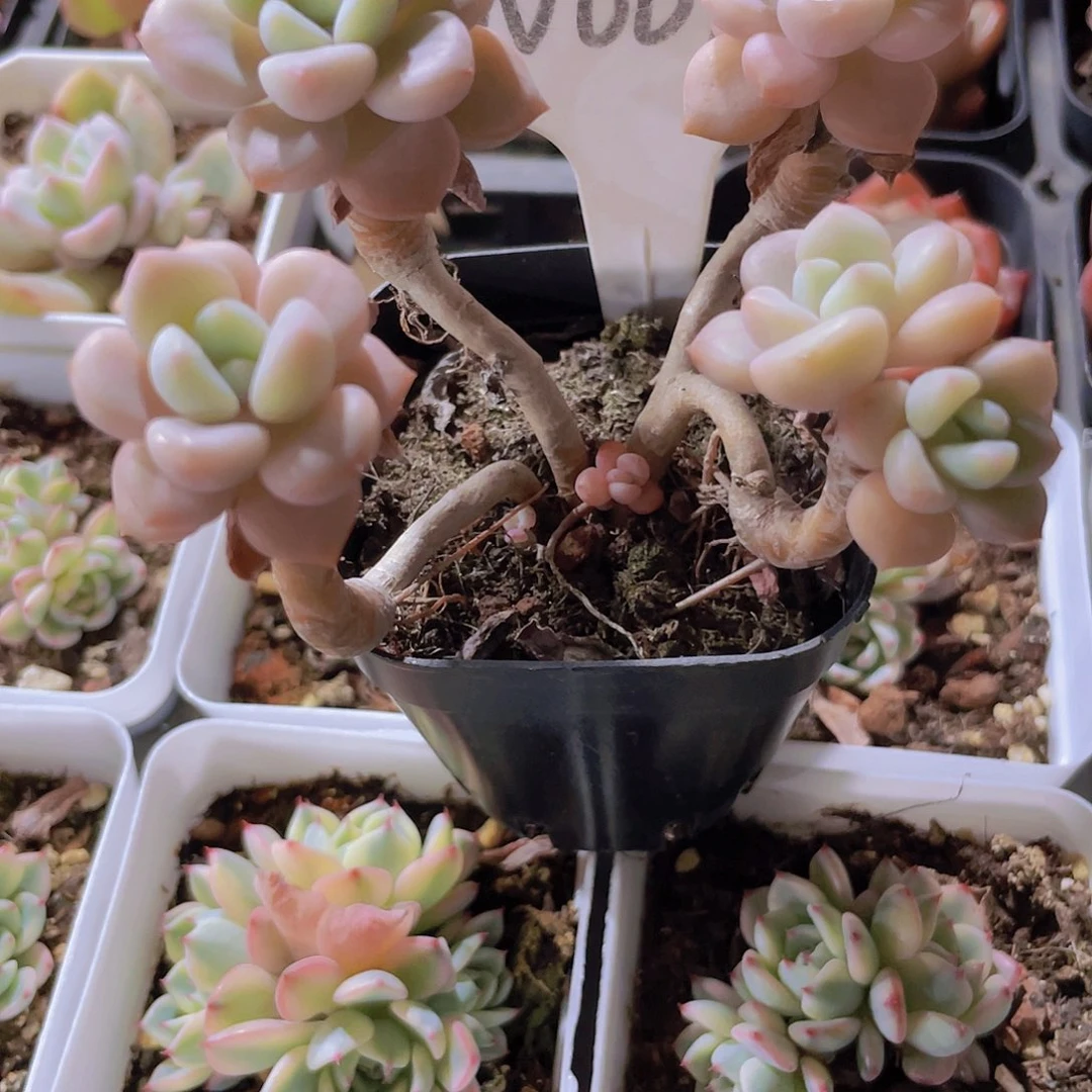 大****^白鹿w007一物一拍