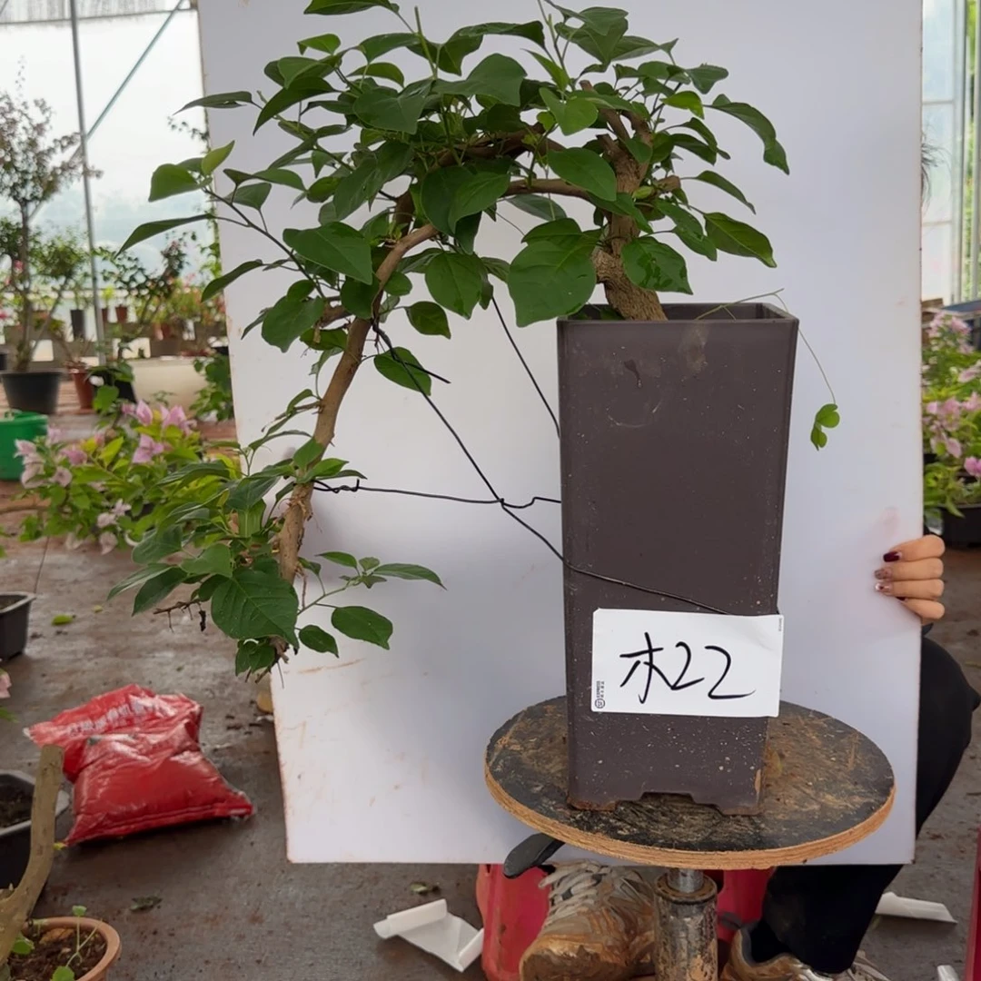 大部分花苞少量开放木架22 金发女郎