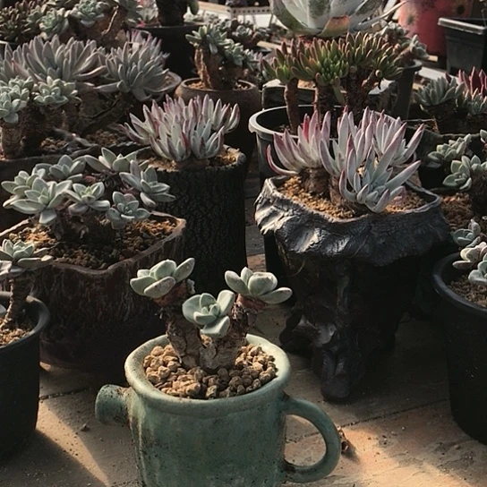 …苹果叶仙女棒杯杯杯