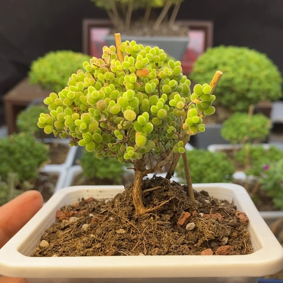 766蜜橘糖球枝干