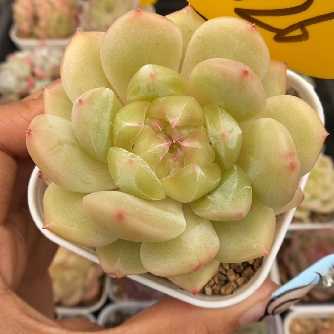 油透珍妮可拍1026号。