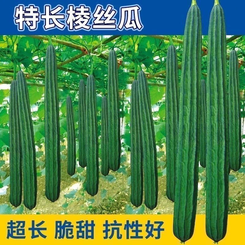 特长棱丝瓜种子八角水瓜阳台菜园盆栽庭院蔬菜种子四季秋季耐热