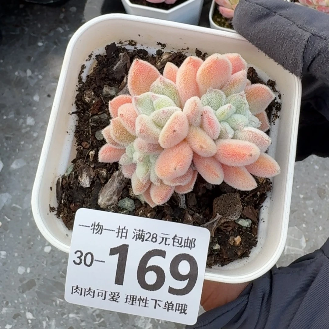 雪晃星缀无盆土发货
