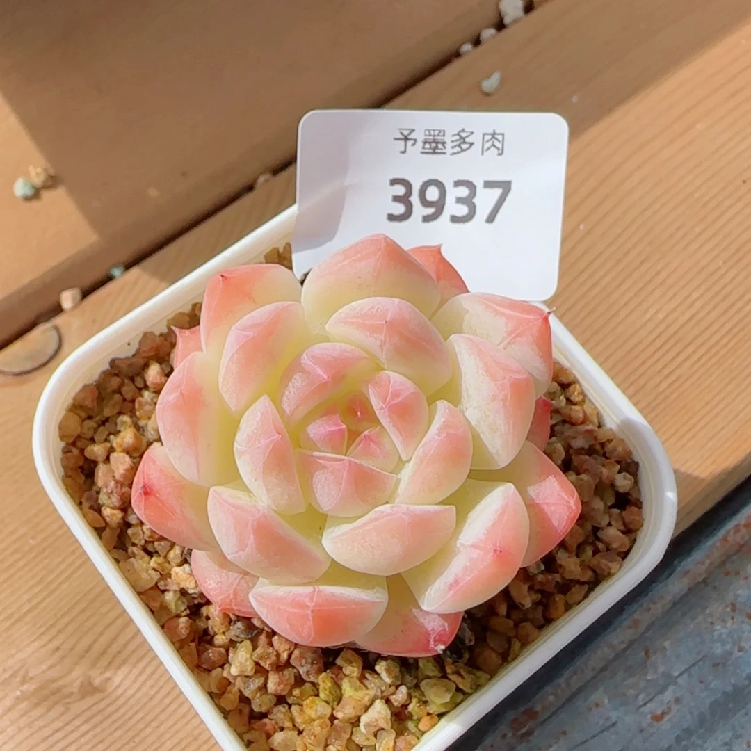 美心，3937多肉植物
