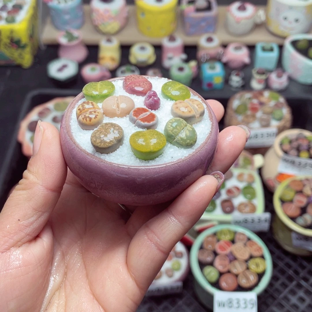 w8340 带盆土发货 -零下地区拍保温箱