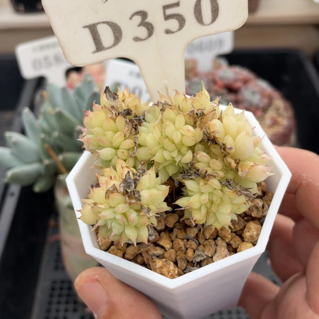 350不认识不带盆6厘米