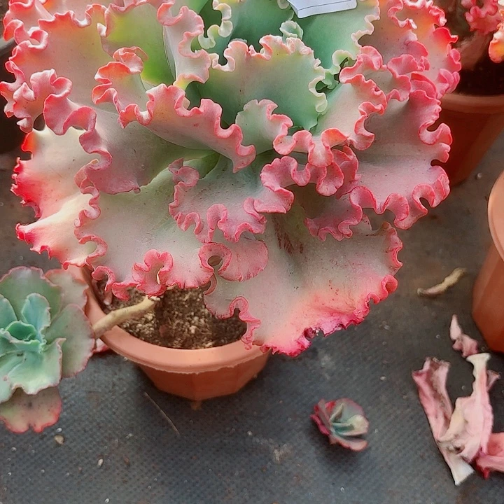 美****女王花粒多肉植物938