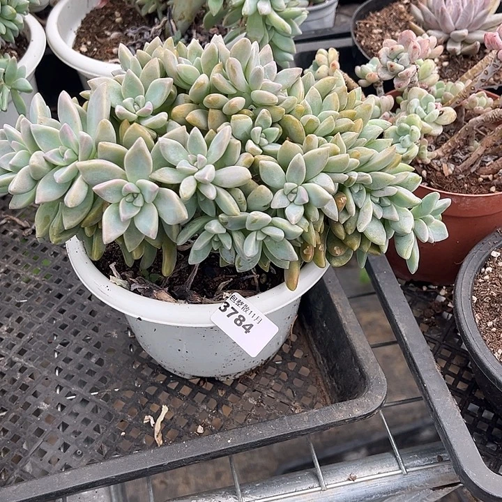 阿雅园艺。       3784淡雪缀