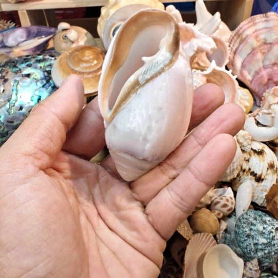 石材天然海螺贝壳