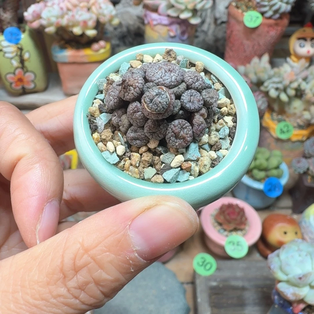 多肉含盆土 一物一拍