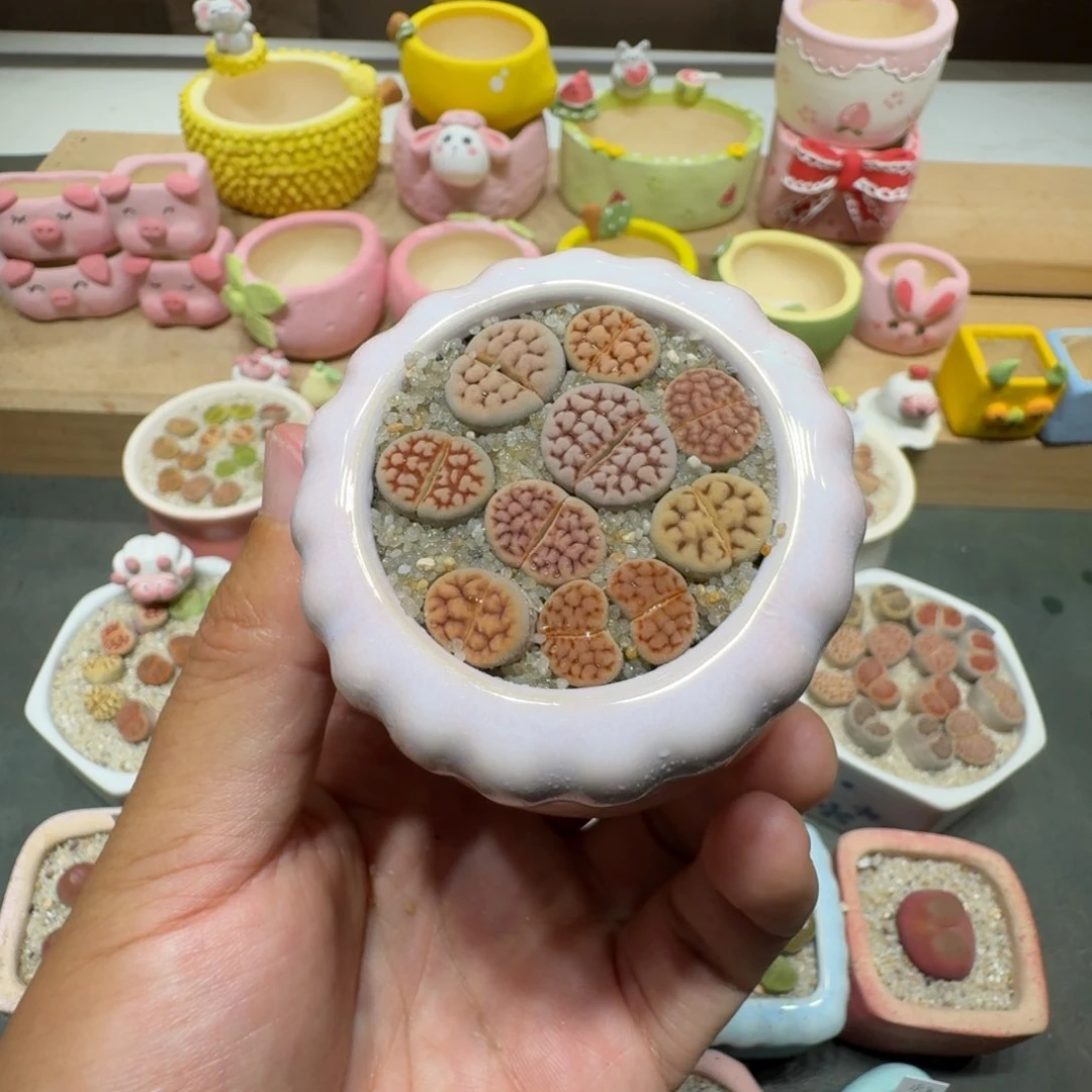 蘑菇239花纹彩拼花纹