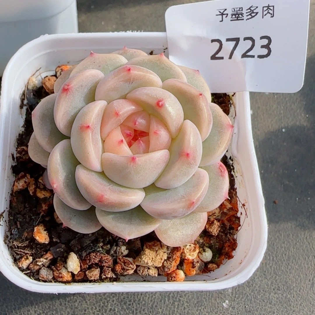 荔枝甜心，2723多肉植物