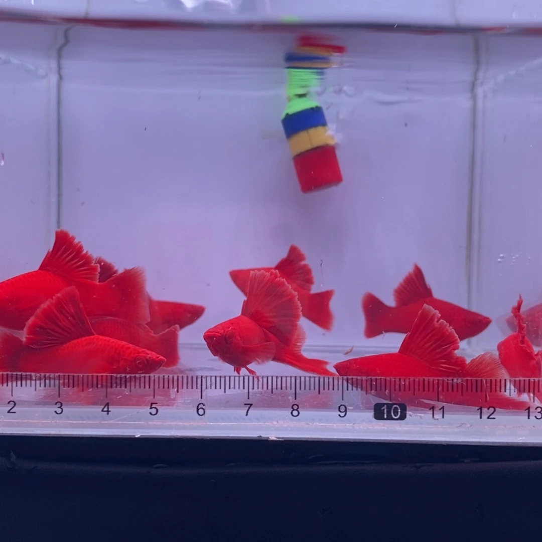 晕***向红剑鱼高鳍红剑亚成10条