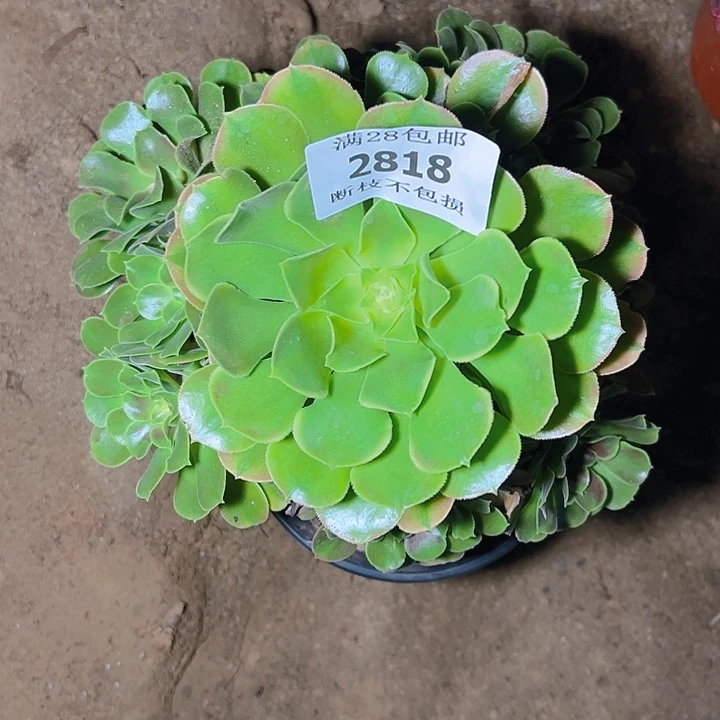 不***心2818歪桩香妃多肉植物