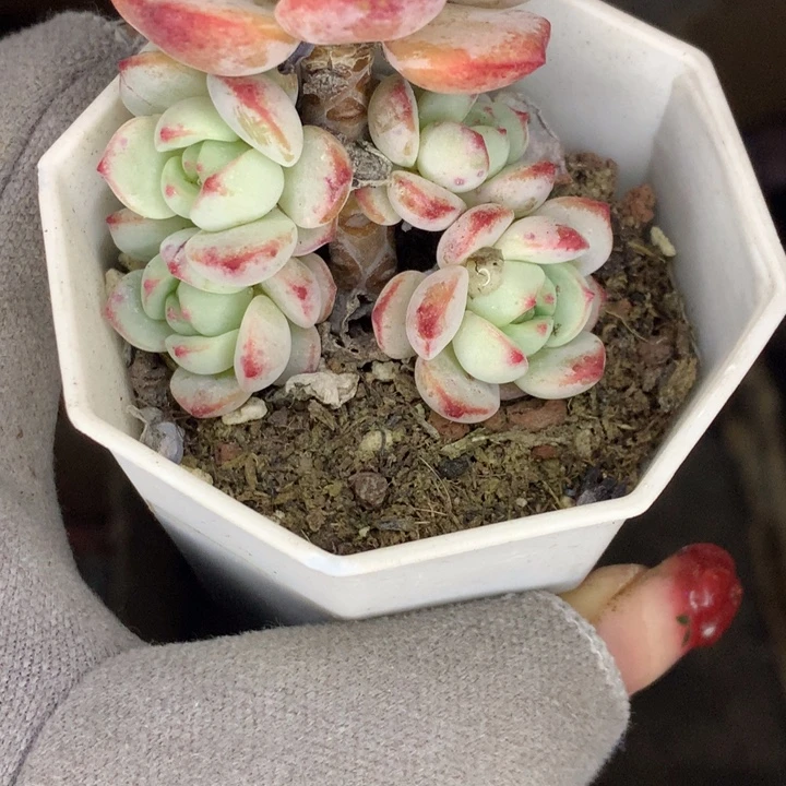 香草  （不满9.99发空盆冷地区不拍保温扣3.9多肉）