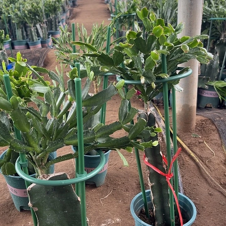 直***姐50号植物生命夜111111