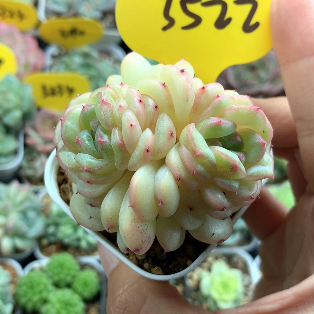 熊猫珍妮双头3522
