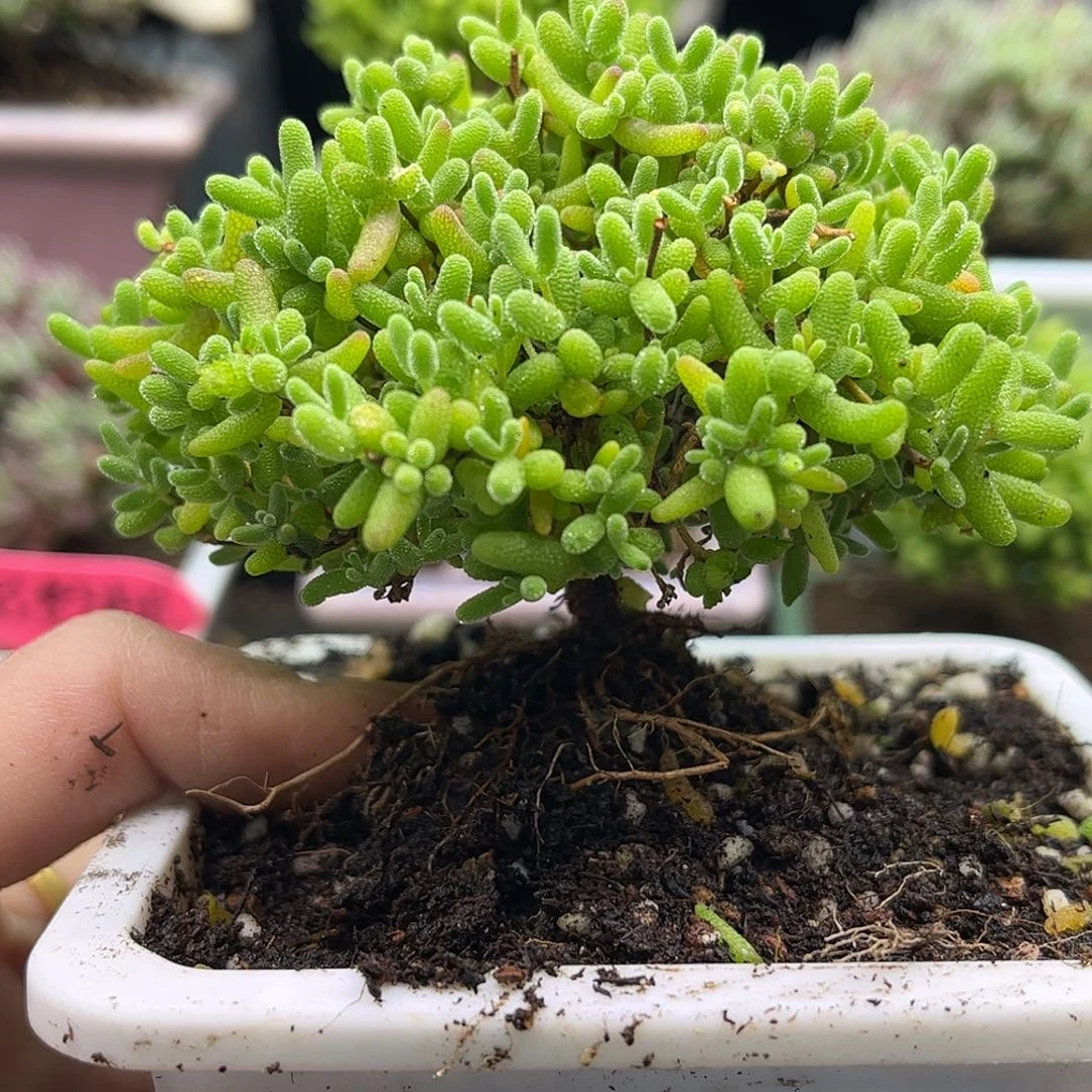 49蜜桔糖球优选枝干