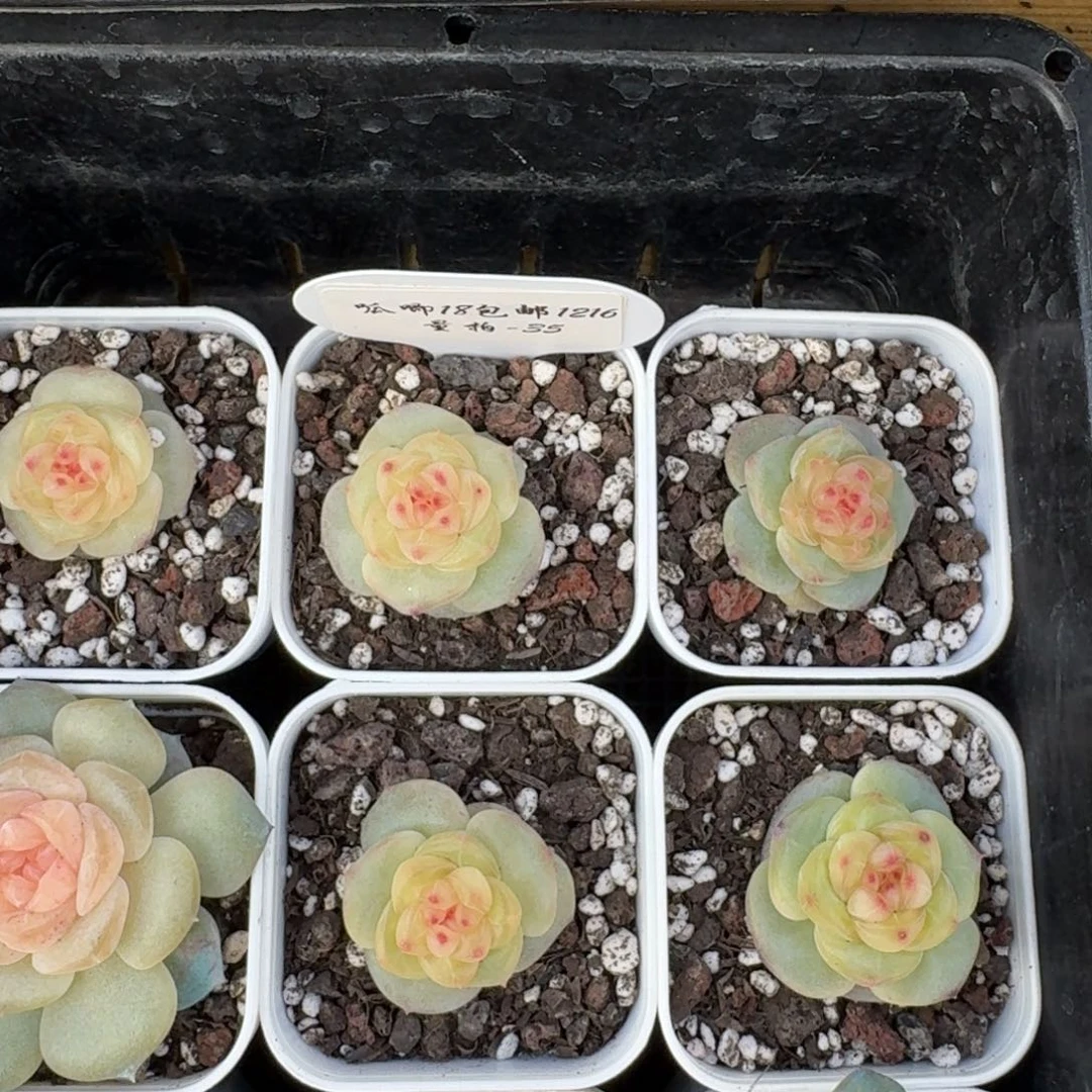 1216-35-芳草15单头量拍