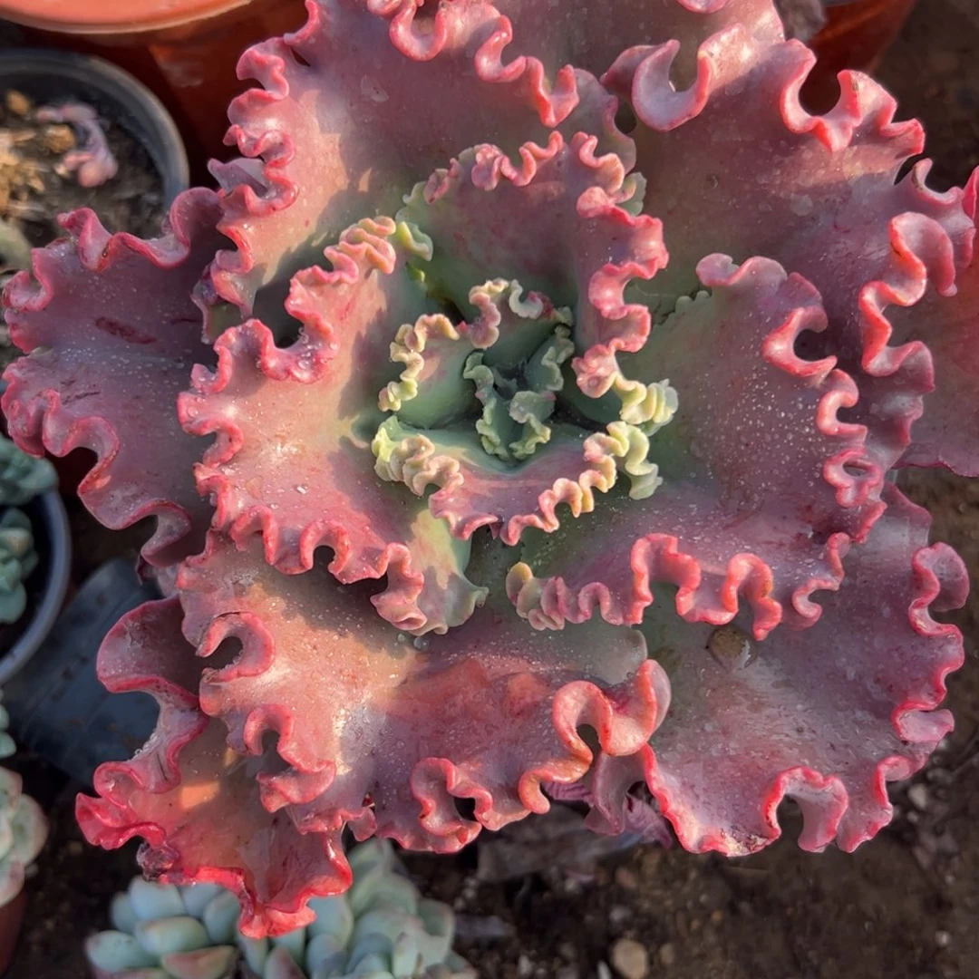 恶了咯摸摸摸摸z w