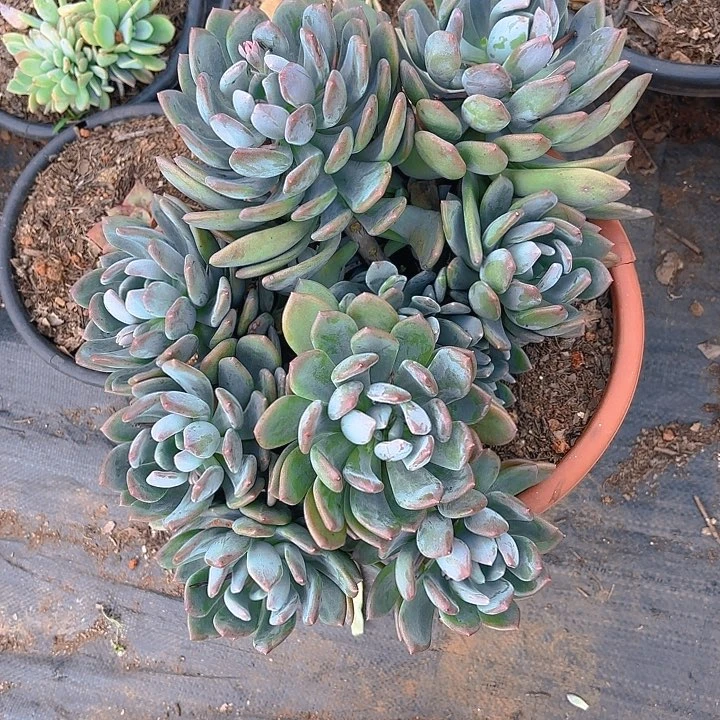 欧****8多肉植物。。。。。。。。。。。。。。？？？？？