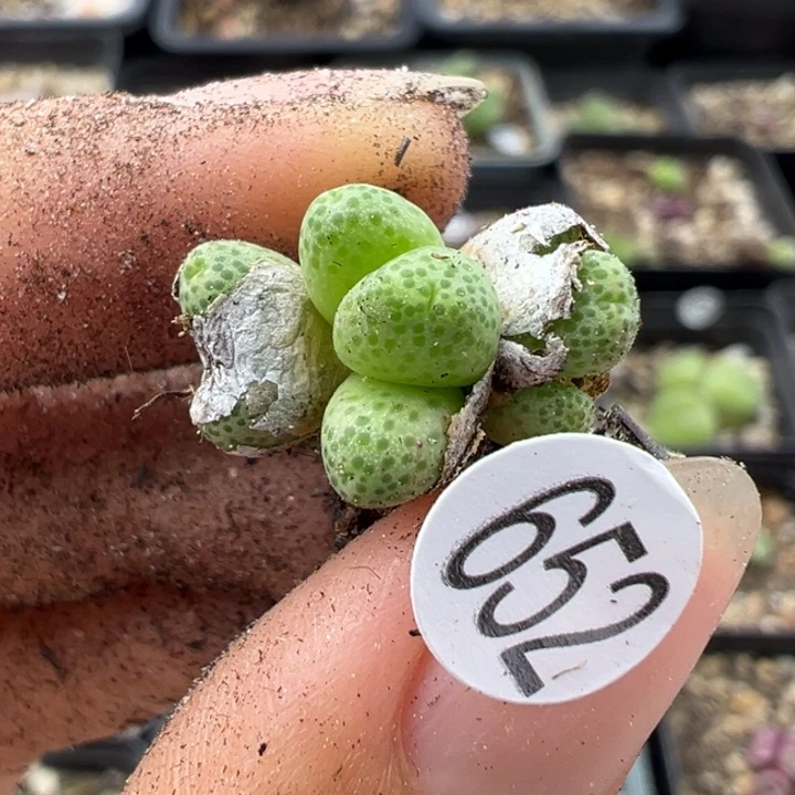 652号11111111111111