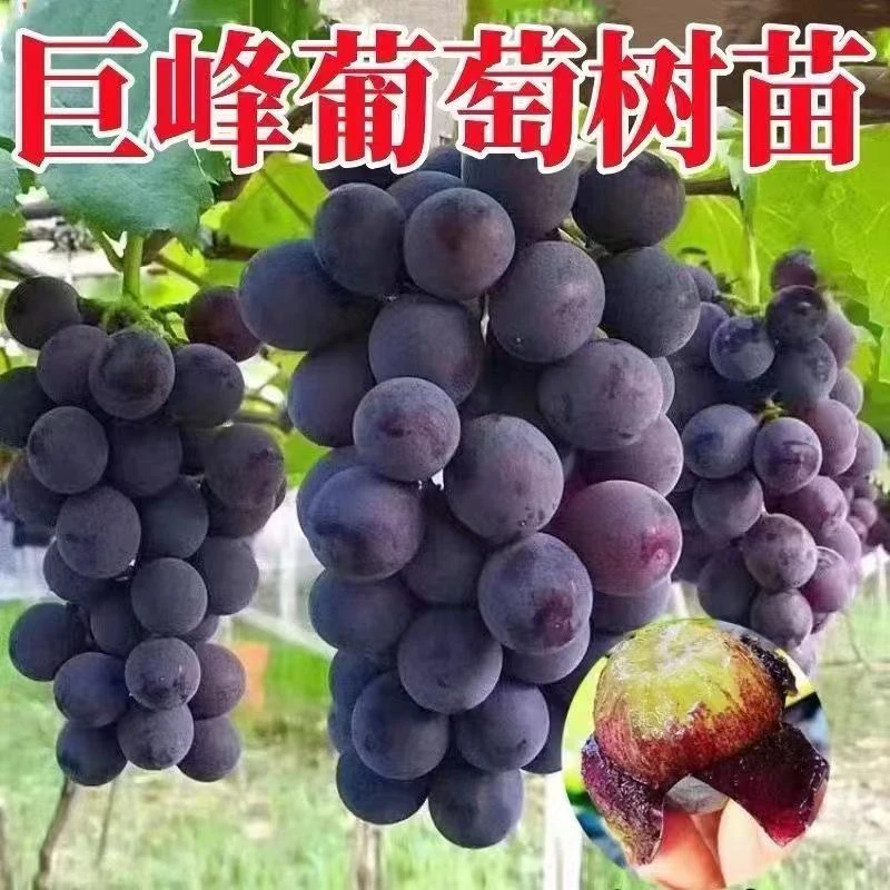 【巨峰一棵装】葡萄树苖杯苗带土发货好养活果树果苗爬藤种植耐寒
