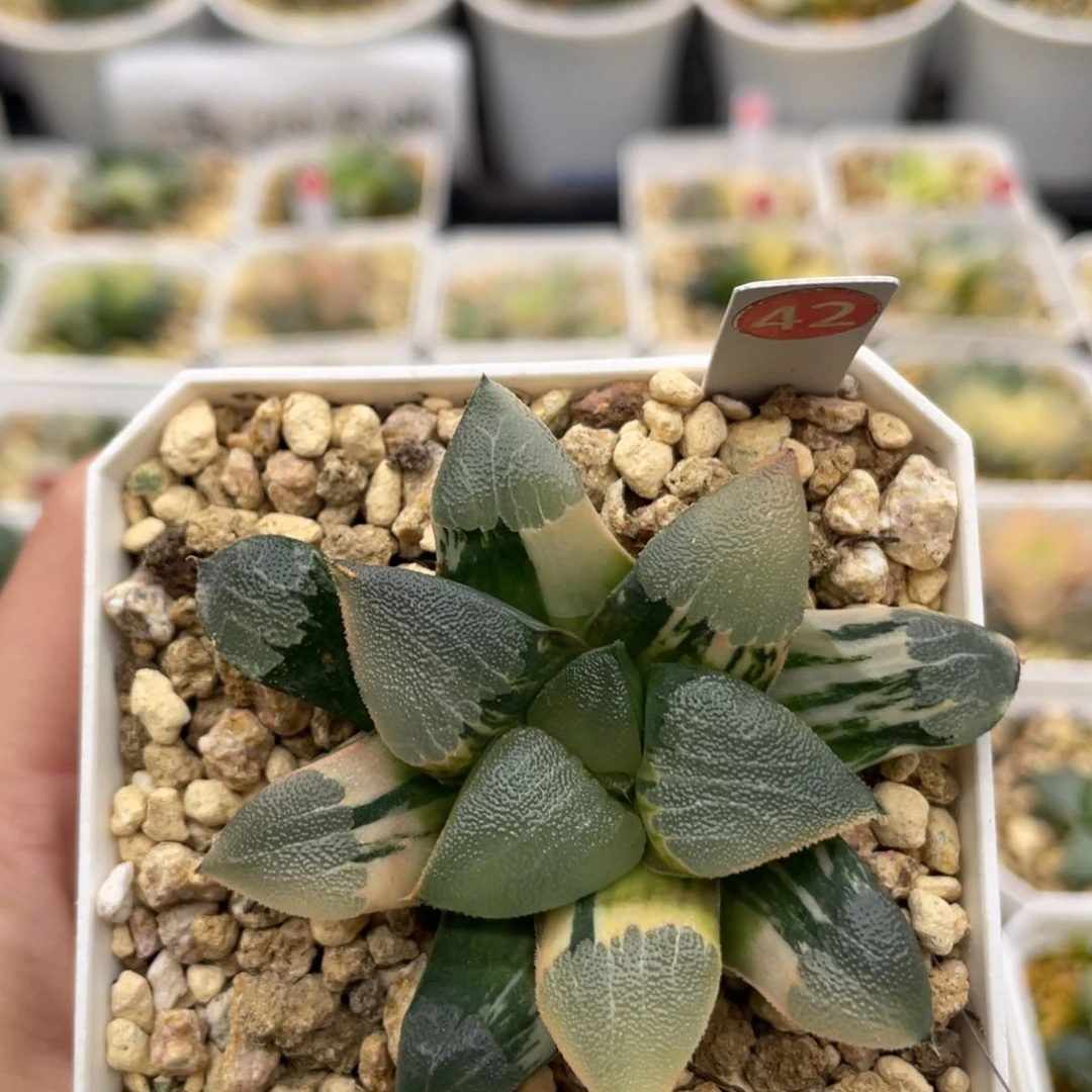 42 实生克里克特锦