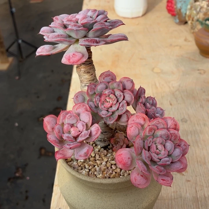 多肉植物 雨滴一物一拍-4