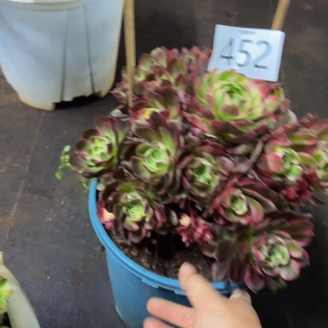 哈哈多肉植物福利452