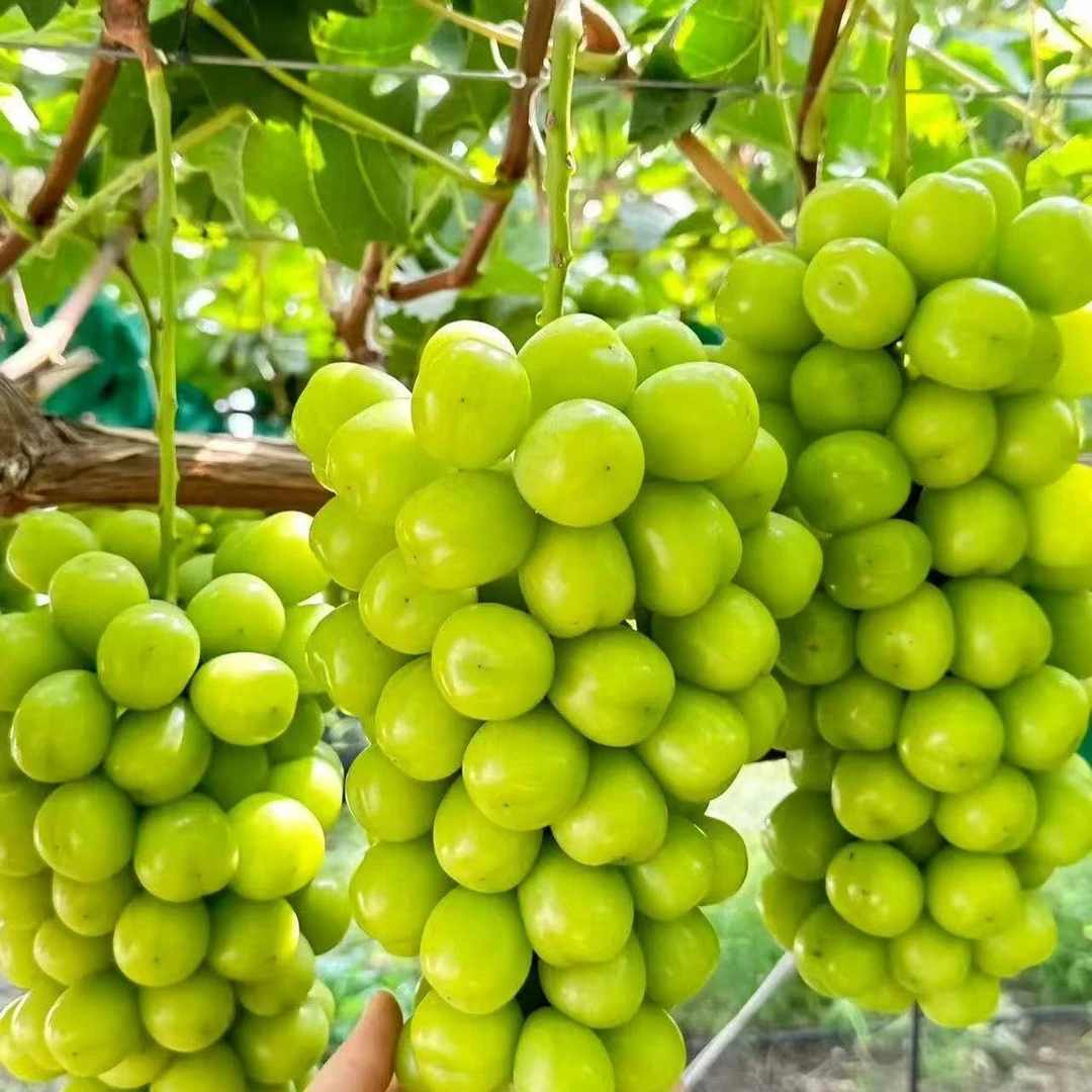 【顺丰京东包邮】阳光玫瑰葡萄新鲜多汁玫瑰香甜整串发货一箱3串7斤