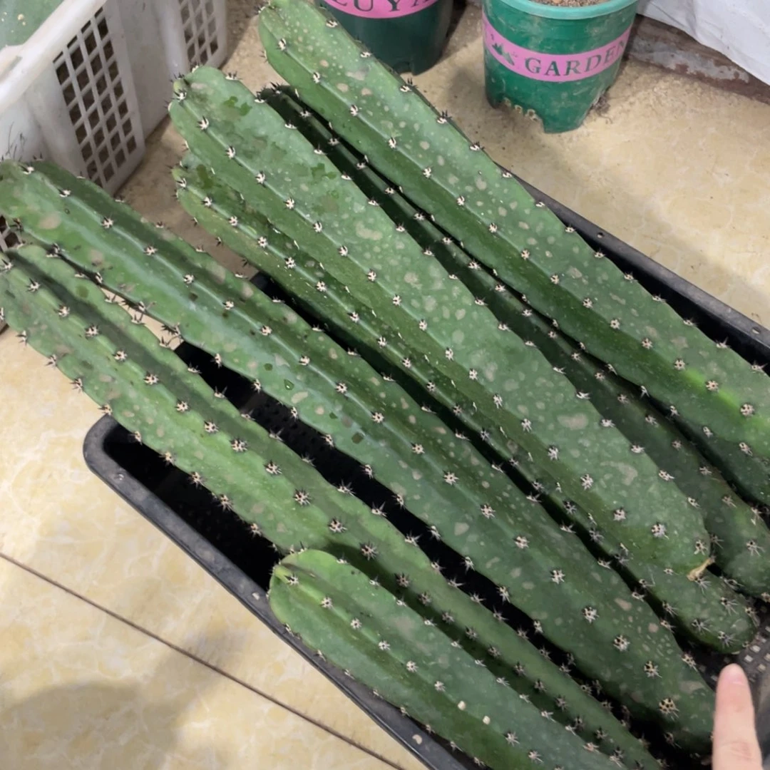 黑刺袖铺实生一代侧芽四十公分