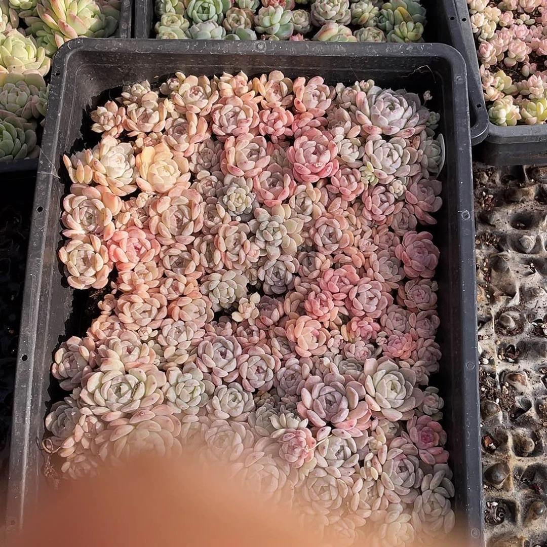 云***儿082。 切盒发货。